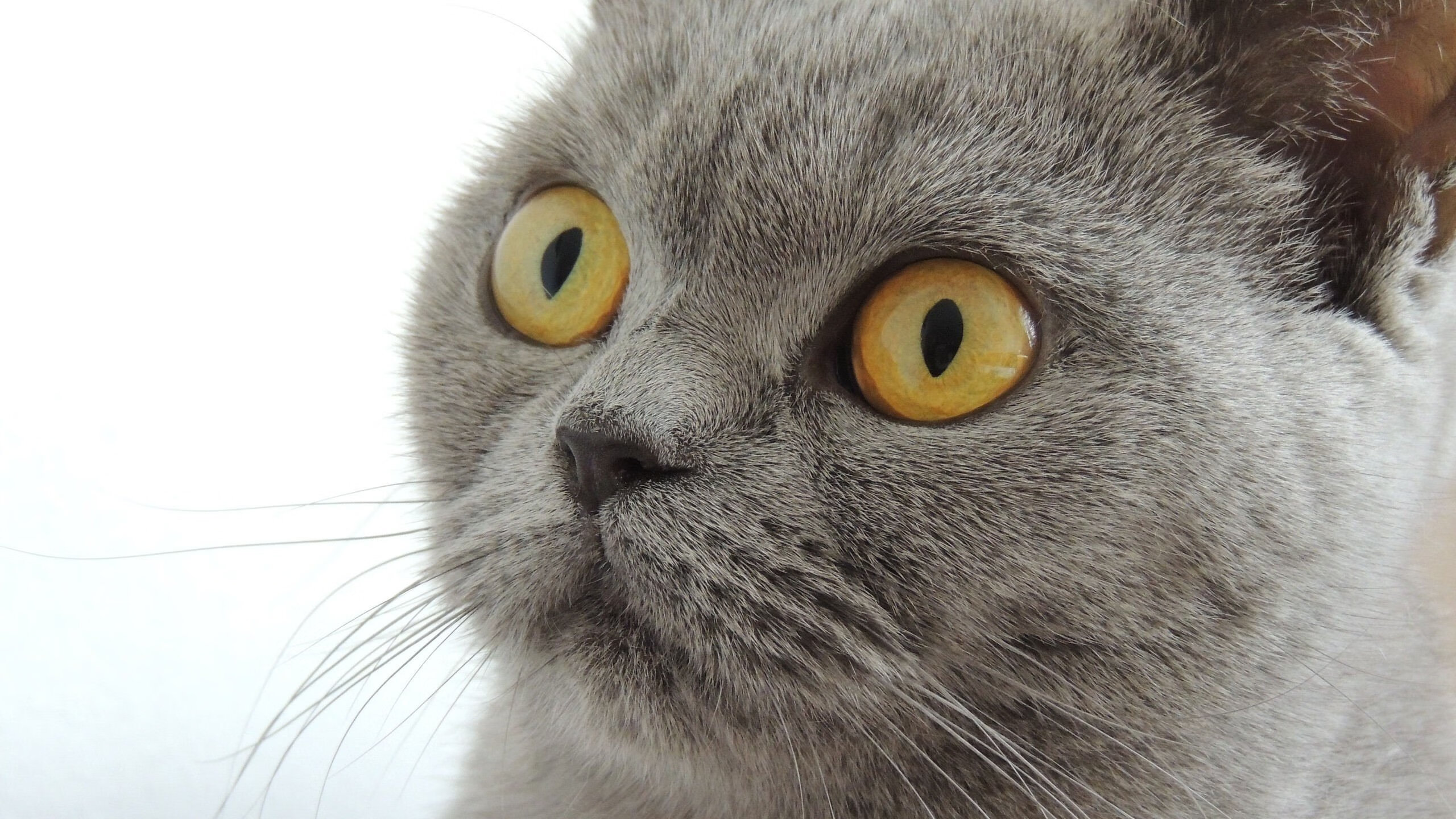 从业者访谈：台球运动发展的挑战与机遇，台球发展现状