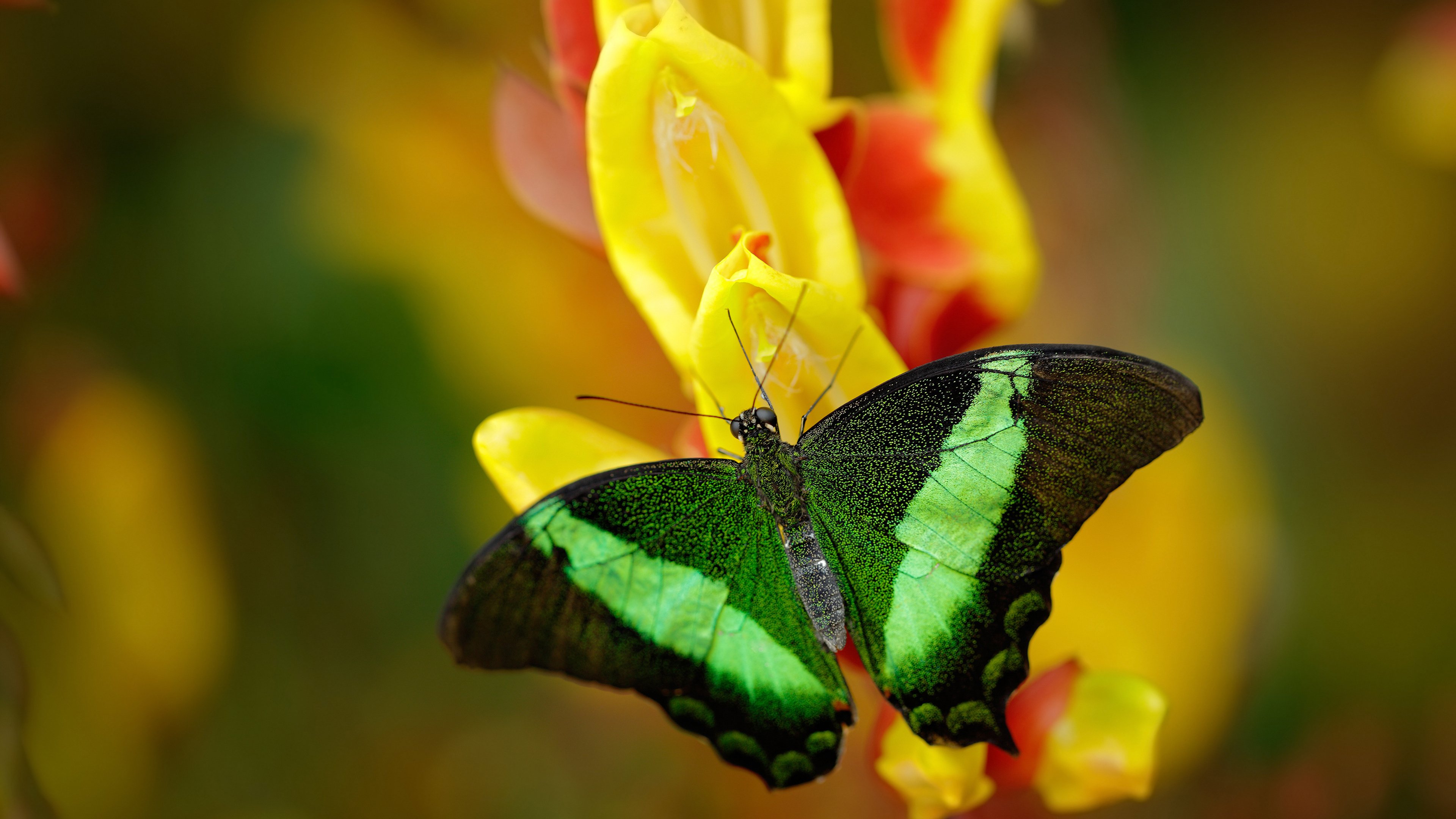 九游网页版官网入口-NBA开启“全球青年篮球挑战赛”，吸引数百队报名，篮球青少年锦标赛