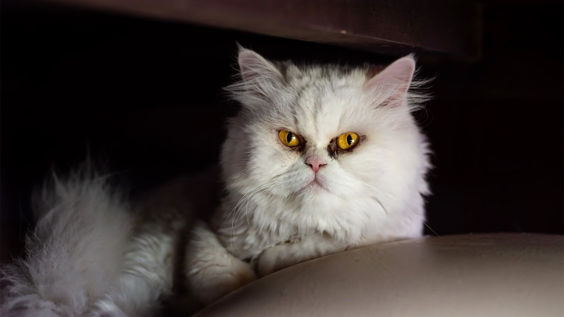 九游游戏中心-_极限飞盘大赛：空中飞舞的速度激情_，极限飞盘的正式比赛场地