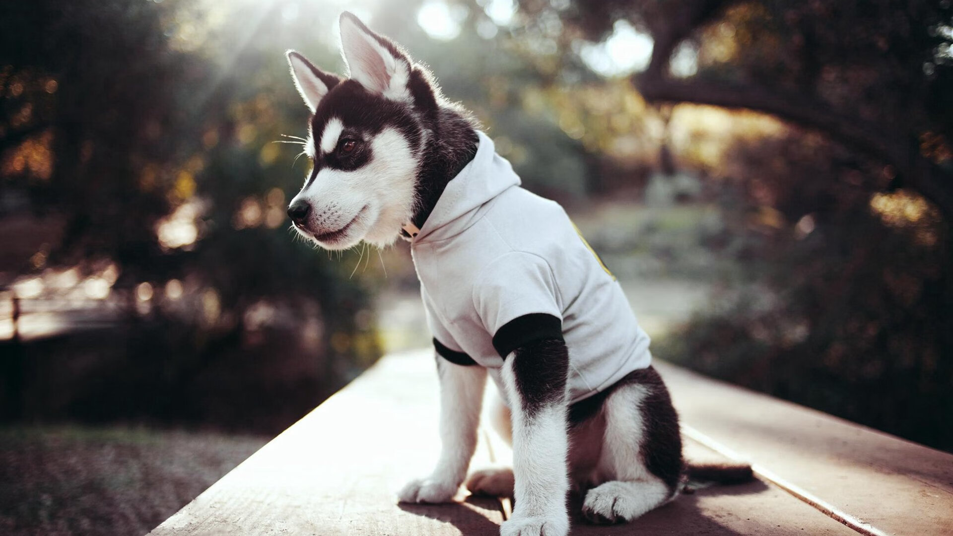 九游官网下载电脑版-【球迷互动】现场活动点燃比赛热情，球迷活动创意