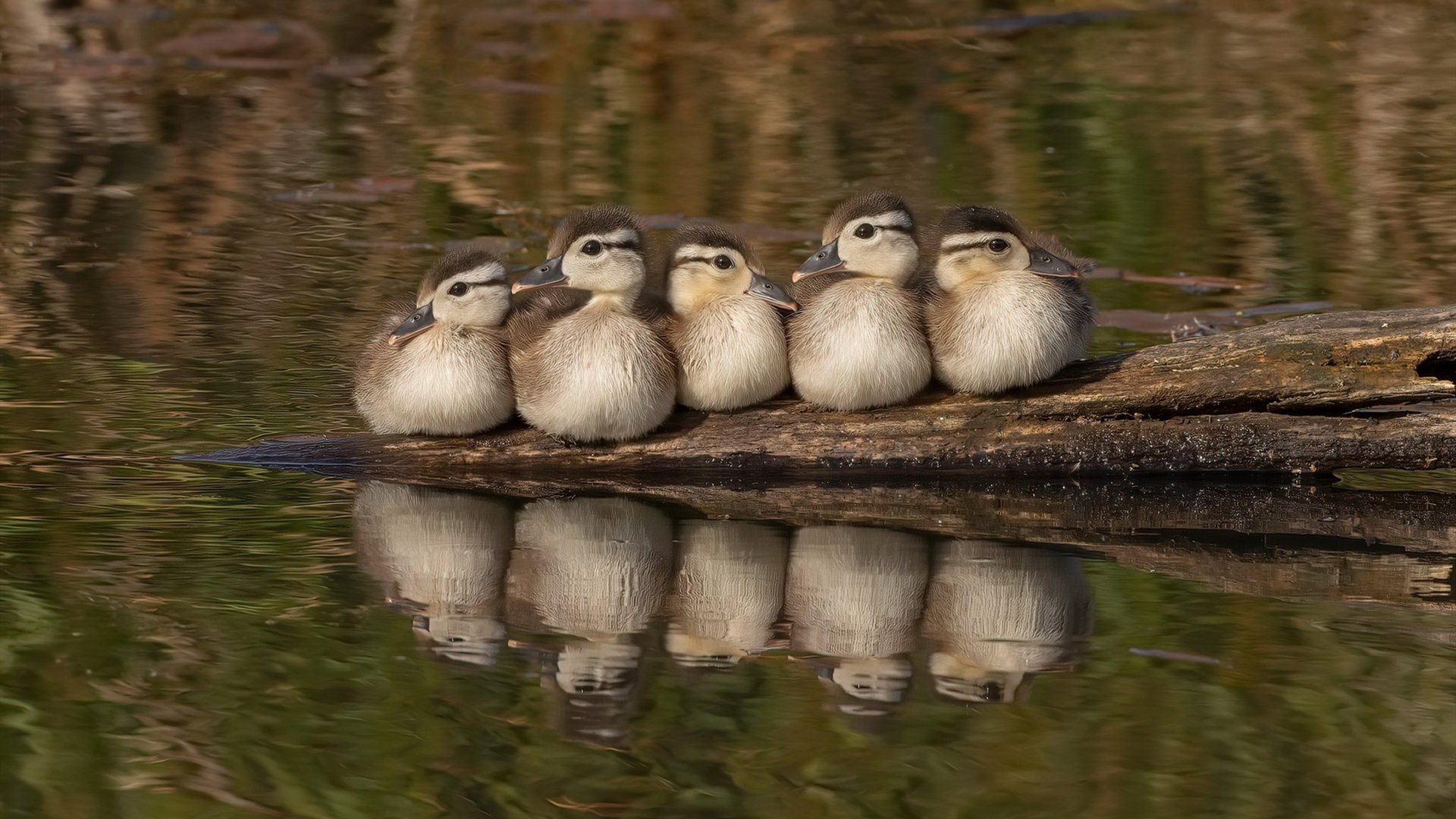 史诗级大战：欧冠冠军悬念逐渐揭晓，欧冠比赛冠军